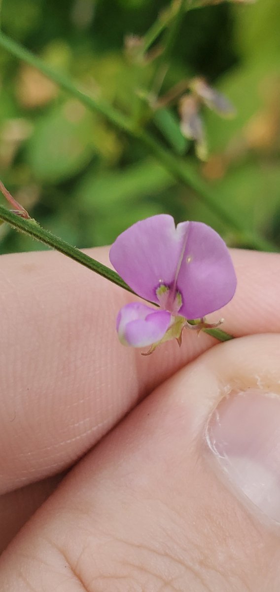 skenchoutdoors's tweet photo. Love how small and delicate these flowers are. This ticktrefoil was showing off!
Panicled Ticktrefoil
(Desmodium paniculatum)
#botany #plants #outdoors #stophumanity #nature #NaturePhotography #planttwitter #flowers #flowerphotography https://t.co/QcWHqG6DHA