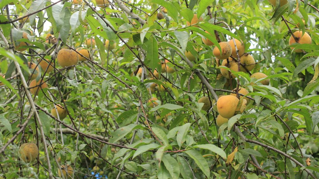solnascente_eu's tweet photo. Peaches are another species we're in love with. With little to no help from us, they're producing abundantly year after year. And though some trees are susceptible to disease, with local varieties and a healthy ecosystem we haven't seen that become a problem. https://t.co/yKUfvP3z8G