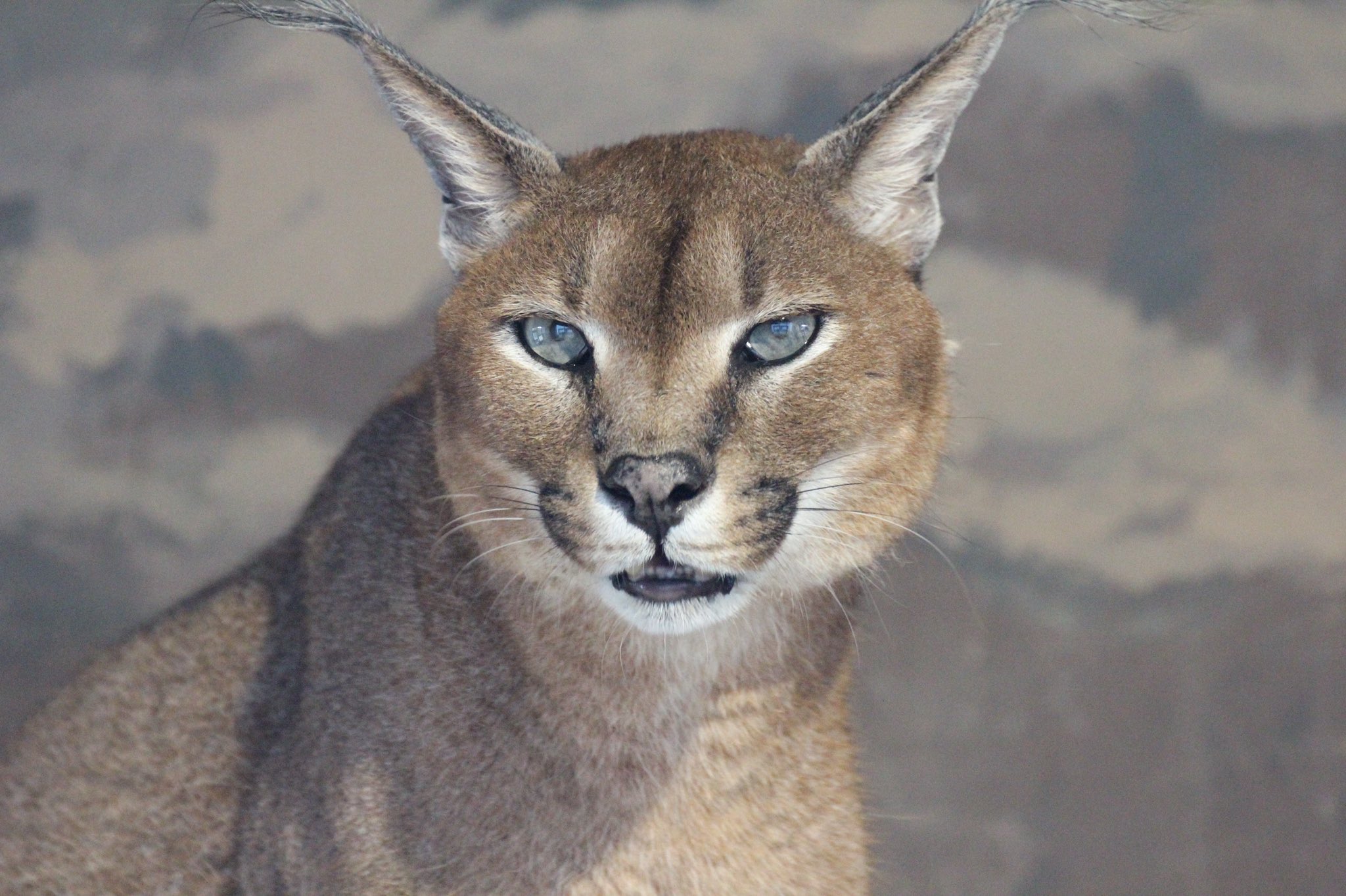 Twitter 上的 福山市立動物園 公式 カラカル の カール くん 見た目から ネコだ と言われることが多いですね ネコ科ではありますが みなさんの言うネコ とは イエネコ のことだと思いますが 祖先となる 種類は リビアヤマネコ 説が最有力説です