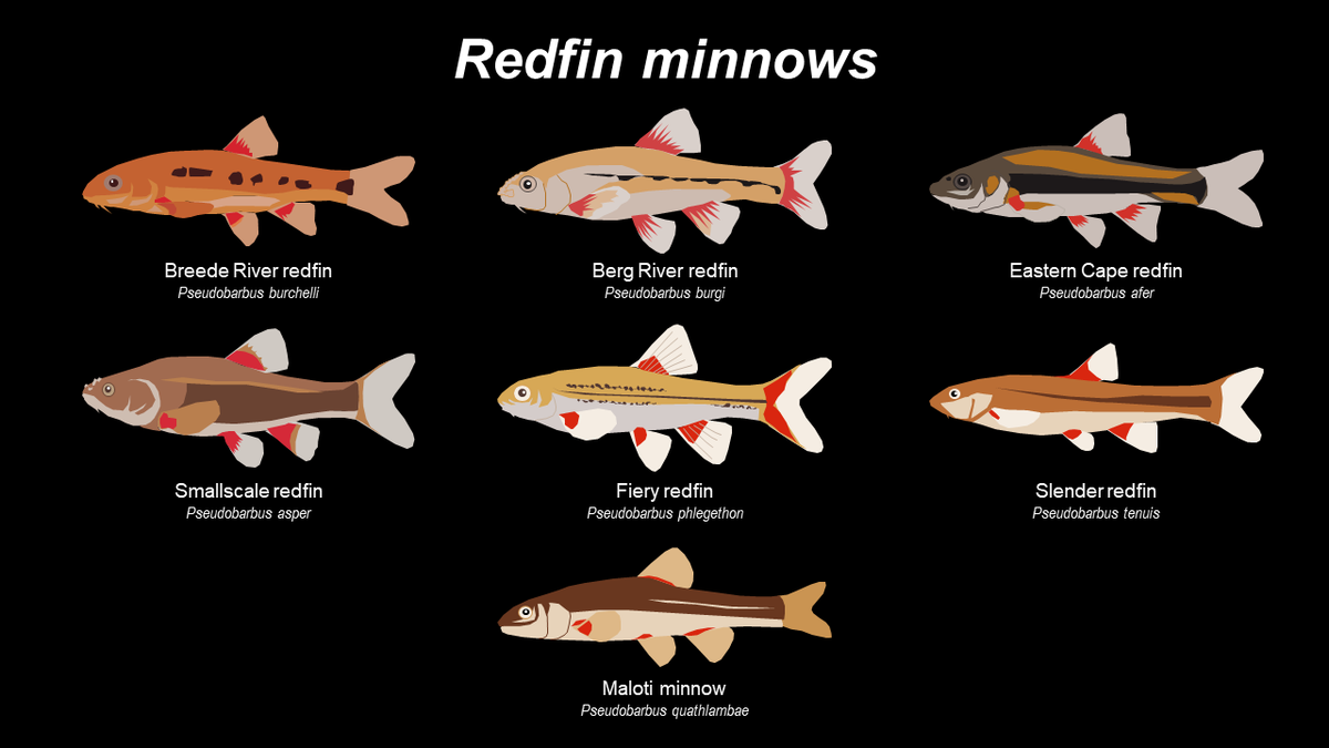 murray_taryn's tweet photo. Just some redfin minnows (genus Pseudobarbus) this #TeleostTuesday 🐟

These were created for @NRF_SAIAB's upcoming annual Smith Memorial Lecture, where @pskelton6 will be talking systematic ichthyology and freshwater fishes of southern Africa! Watch this space for more details. https://t.co/JdaQ372NDf