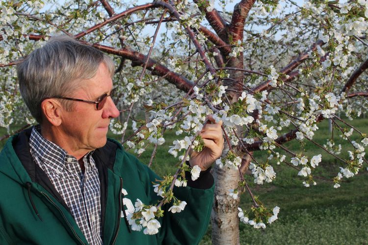 MSUAgBio's tweet photo. Collaboration between MSU AgBioResearch, @MSUExtension and @MichDeptOfAg provides opportunities for Michigan's tree fruit growers to work with with researchers to address critical infrastructure needs. 
https://t.co/TGMYzYKHb6 https://t.co/4WSDJdq4Wm