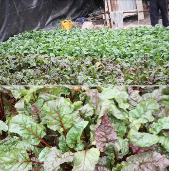 treeof_tree's tweet photo. Are you in need of special high nutrient vegetables? from the #Treeoflife, we supply select populations with healthy and high quality vegetables freshly harvested from our farm and delivered to their doorsteps. https://t.co/avsz4YGc9E