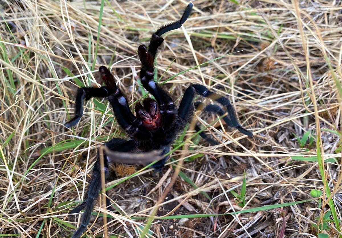 EricVSeemann's tweet image. ⁦@TheBradSowder⁩  and ⁦@KABBFOX29⁩  This was not this morning, but a great #defensiveposture of a previous #Tarantula in #pipecreek