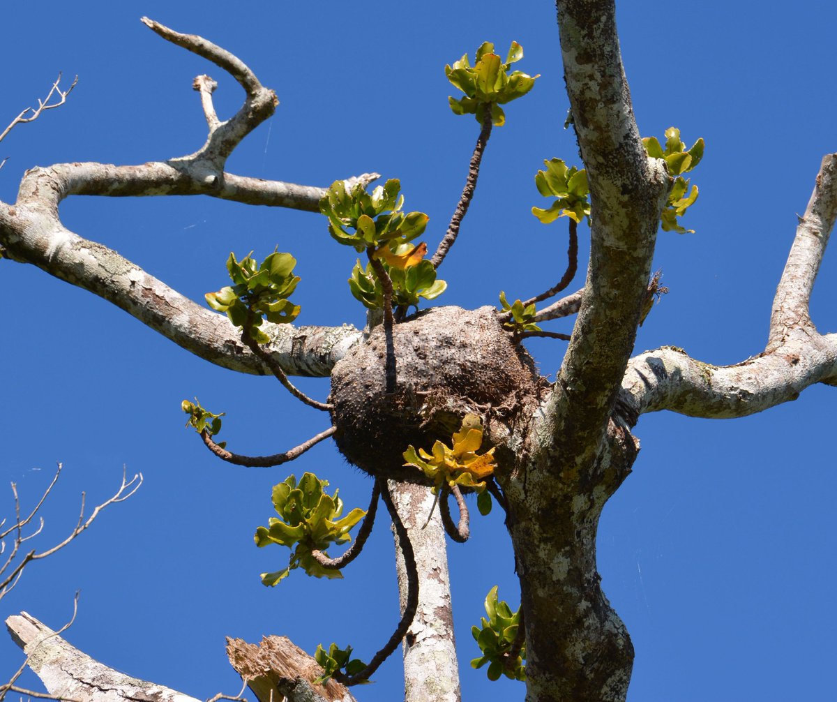 Chomicki_G's tweet image. JOB! JOB! JOB! Fully funded PhD position in my lab @sheffielduni to work on the coolest system on Earth: tropical ant/plant symbioses. Comparative genomics + phylogenomics

Fully funded 3-year for UK citizen/permanent resident

More info soon. DM me if interested.

Please RT!