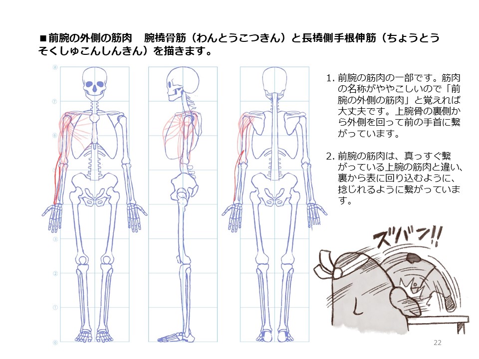 簡単マスター人体三面図(7/13)

腕の裏側の筋肉、上腕三頭筋は肩甲骨から前腕の肘に繋がっています。前腕の筋肉は上腕骨から手首へと回り込むように繋がっています。前腕の筋肉の名称は覚えにくいですねえ・・・。

PDF版のDLはこちら。
https://t.co/i3cTwrnoDS 