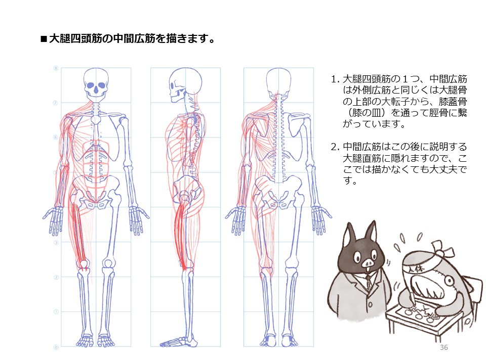 簡単マスター人体三面図(10/13)
腿の側面、裏側の筋肉を描き、そして正面側の筋肉も描いていきます。
PDF版のDLはこちら。
https://t.co/i3cTwrnoDS