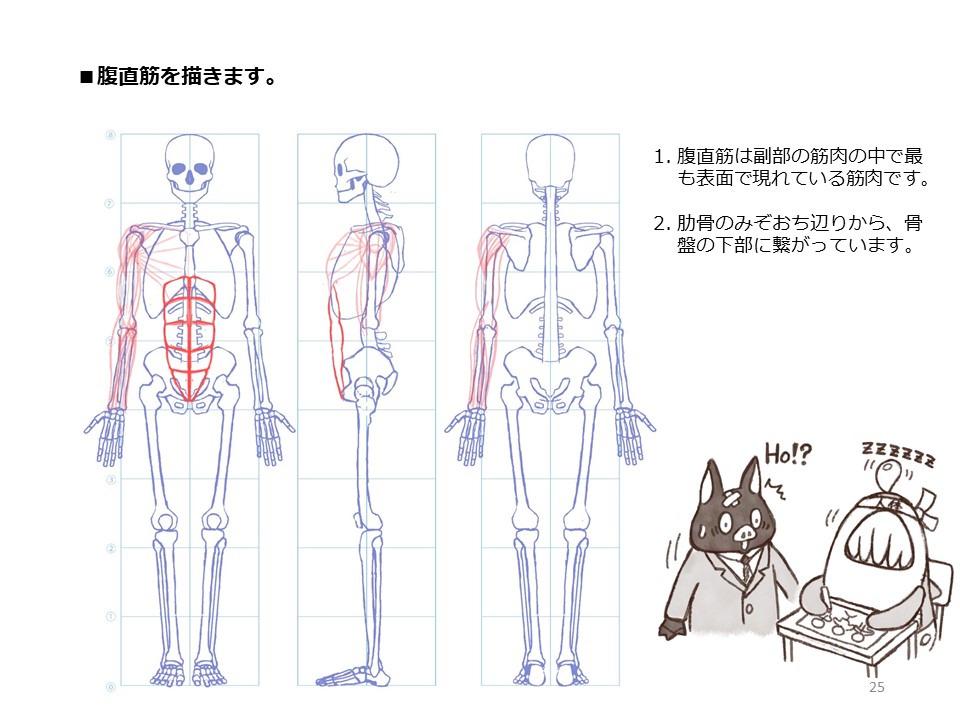 簡単マスター人体三面図(8/13)

腹筋を描き、そして背中の筋肉を描いていきます。背中の筋肉は背骨から肩甲骨や上腕骨に繋がっています。

PDF版のDLはこちら。
https://t.co/i3cTwrnoDS 