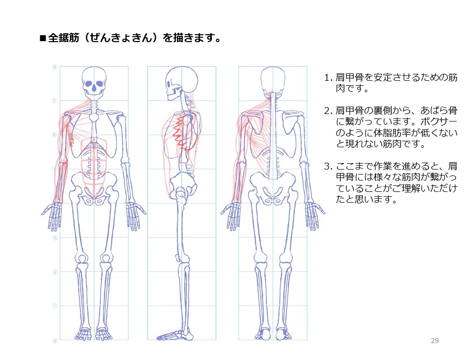 簡単マスター人体三面図(9/13)

肩甲骨からあばら骨に繋がっている前鋸筋を描きます。肩甲骨には様々な筋肉が繋がっていることをご理解いただけたと思います。そして、お尻の筋肉を描いていきます。

PDF版のDLはこちら。
https://t.co/i3cTwrnoDS 