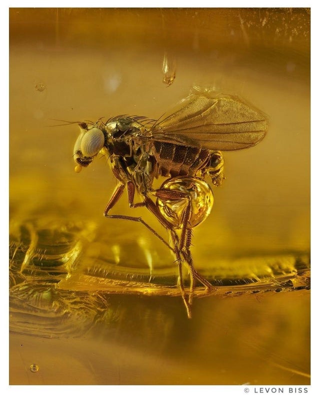 40-million-year-old gnat in Baltic amber.
By starbust