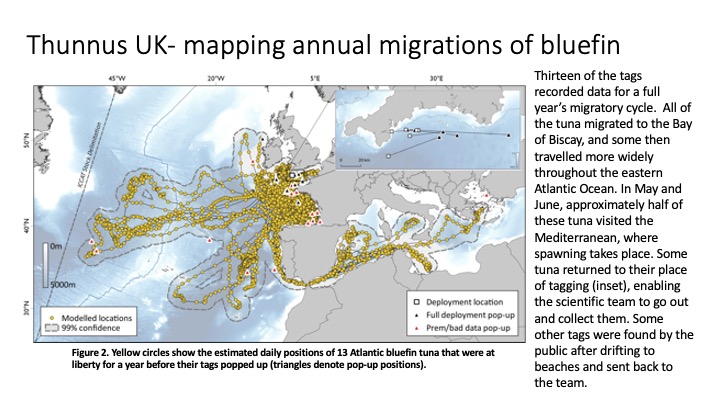 ThunnusUK (@thunnusuk) on Twitter photo In 2018 and 2019 we deployed 33 <a href="/Tags4Wildlife/">Wildlife Computers</a> MiniPATs on #bluefin #tuna off SW England and Wales with funding from <a href="/DefraGovUK/">Defra UK</a>, <a href="/WG_fisheries/">Welsh Government Fisheries 🐟</a> and the #EMFF.
The data show broad movements in the EAtl. and are summarised in this short blog.
BLOG: thunnusuk.org/post/thunnus-u… In 2018 and 2019 we deployed 33 <a href="/Tags4Wildlife/">Wildlife Computers</a> MiniPATs on #bluefin #tuna off SW England and Wales with funding from <a href="/DefraGovUK/">Defra UK</a>, <a href="/WG_fisheries/">Welsh Government Fisheries 🐟</a> and the #EMFF.
The data show broad movements in the EAtl. and are summarised in this short blog.
BLOG: thunnusuk.org/post/thunnus-u…