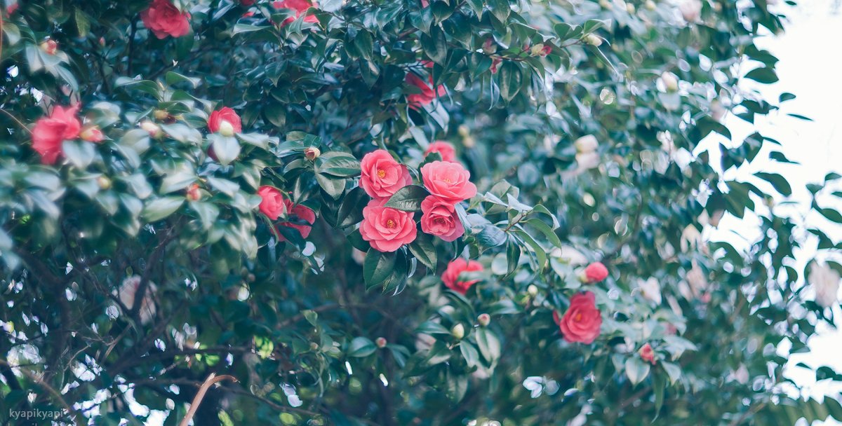 KyapiPhoto's tweet image. おはな

#花  #Flower
#photography 
#PhotographyIsArt
#写真好きな人と繫がりたい
#写真撮ってる人と繋がりたい
#写真で伝える私の世界
#ファインダー越しの私の世界