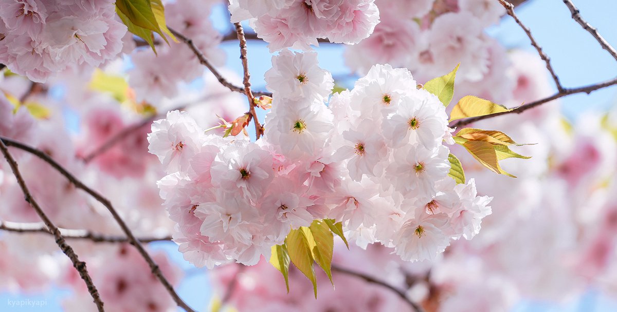 KyapiPhoto's tweet image. おはな

#花  #Flower
#photography 
#PhotographyIsArt
#写真好きな人と繫がりたい
#写真撮ってる人と繋がりたい
#写真で伝える私の世界
#ファインダー越しの私の世界