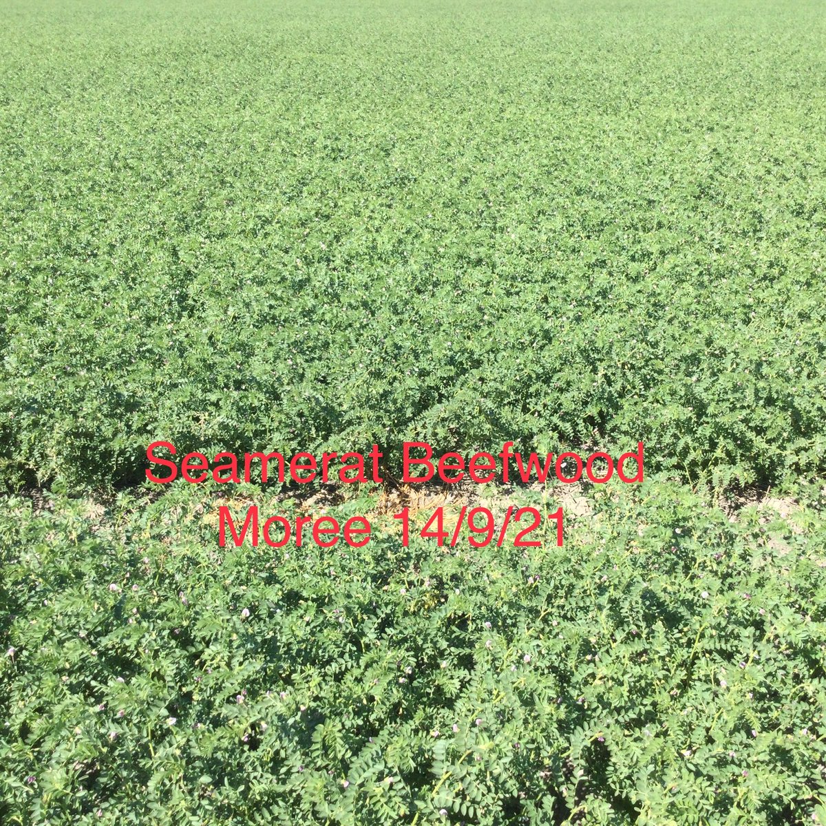 ⁦<a href="/GRDCNorth/">GRDC North</a>⁩ ⁦<a href="/PulseCheckCCA/">Northern Pulse Check CCA</a>⁩