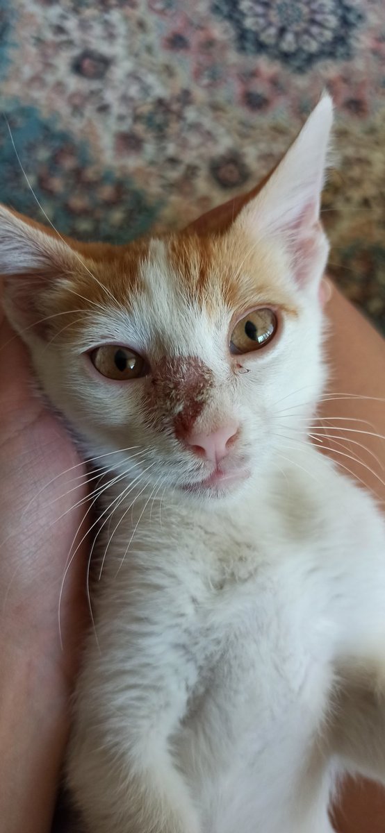 kuzutarlasi's tweet photo. Islak fip hastası Turşu şimdi de mantar oldu.
İlacının bitmesine 4 gün kaldı. 2 şişe daha sipariş etmem gerekiyor, 1600tl.
Turşu'nun başka yaşama şansı yok. 80tl/20kişi ile 2 hafta daha tedavisine devam edebiliyorum. Binlerce borcum var. Ödeme yapmadan ilaç alamıyorum. https://t.co/8kJJh6eIL8