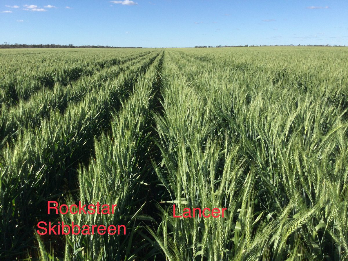 ⁦<a href="/InterGrain1/">InterGrain</a>⁩