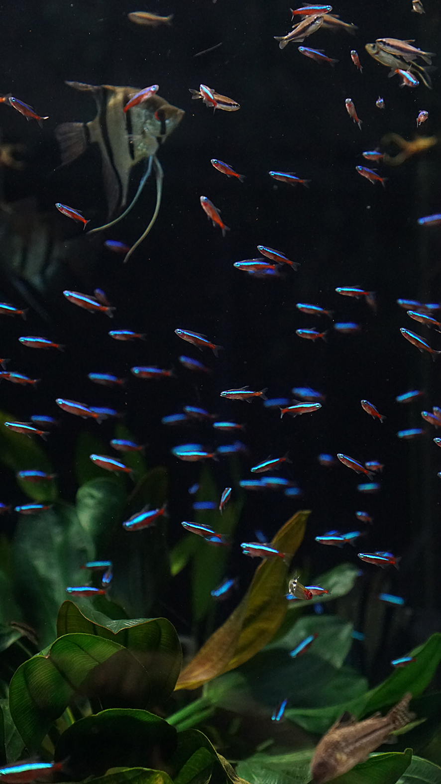 番匠おさかな館 公式アカウント 高校生の時 初めて熱帯魚を買ったのがカージナル テトラ 当時は1匹250円 匹群れさすのが精一杯でいつか100匹群れさせたい と夢見たものですが この度0匹水槽に補充しました 決して自分の欲求を満たすためでは