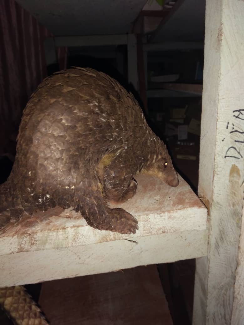 This morning, with the participation of @lwiroprimates , this pangolin is on the way to be released into its natural home by <a href="/ConservC/">Conserv Congo</a> team and the Salonga park rangers. We hope she will live to see another day, after escaping narrowly the bushmeat &amp;scales trade <a href="/PangolinWorking/">African Pangolin Working Group</a>