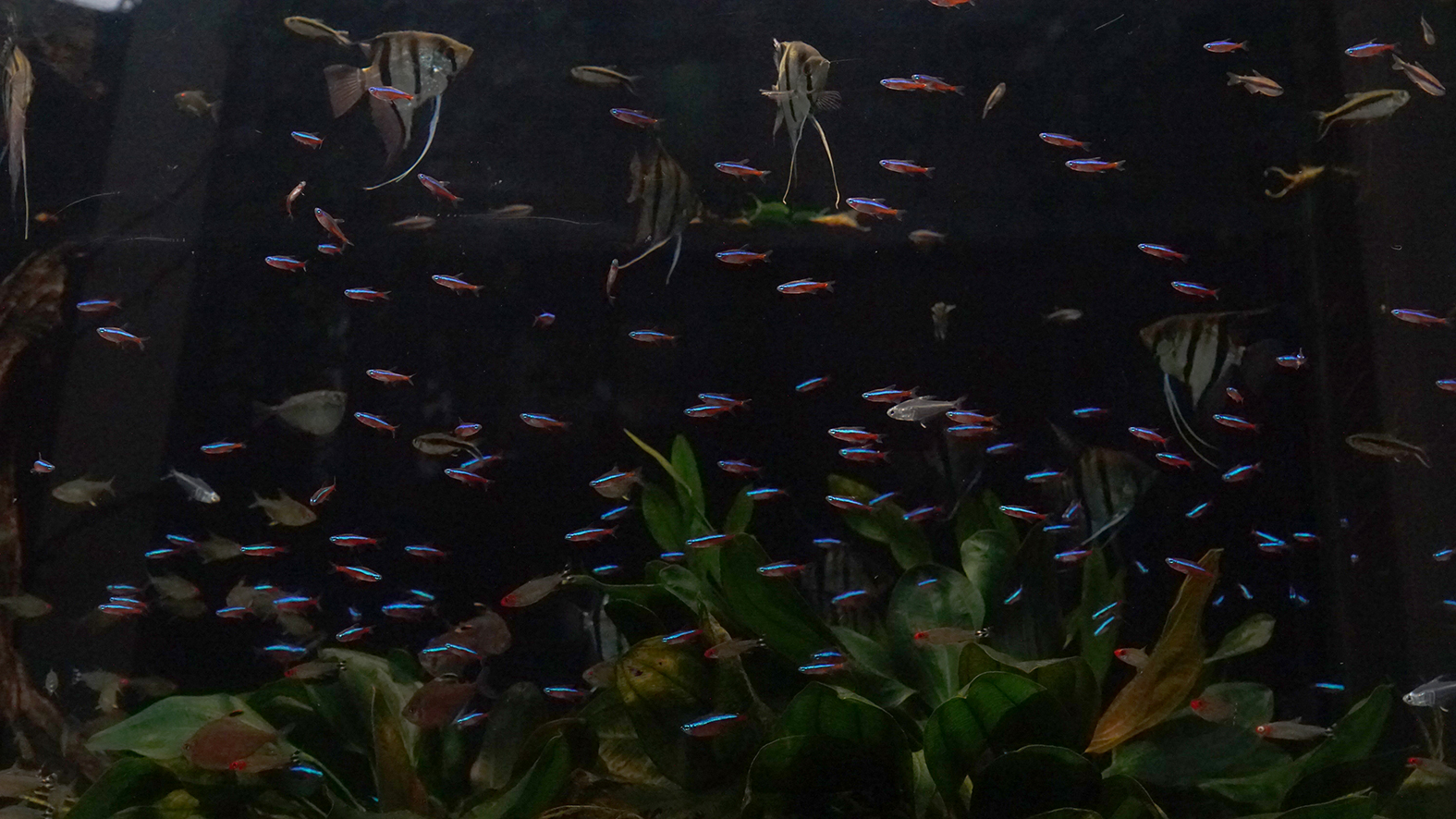 番匠おさかな館 公式アカウント 高校生の時 初めて熱帯魚を買ったのがカージナル テトラ 当時は1匹250円 匹群れさすのが精一杯でいつか100匹群れさせたい と夢見たものですが この度0匹水槽に補充しました 決して自分の欲求を満たすためでは