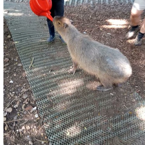 The ARC is an educational provision centred on animal conservation.
The ARC Centre holiday club was a  week long summer programme. Which focused on team building, leadership, confidence, resilience as well as practical skills such as handling animals safety