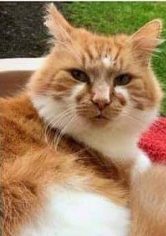 JohnDaffern2's tweet photo. #Missing: FLUFFY 
#Lost: 10/09/21
Area: #Aldershot #Hampshire #GU11 

Please check sheds, garages, under hedges &amp; empty properties. If found please call 07593 398872

https://t.co/bNbfUQM97U https://t.co/n3IIuHcyax