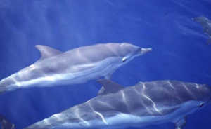 ISPRA_Press's tweet photo. ⛴️🐋A bordo dei traghetti a prelevare il #DNA “del #mare” e scandagliare la #biodiversità marina: pubblicati su @FrontMarineSci i risultati di uno studio con #Ispra per il monitoraggio dei #cetacei in alto mare, traghetti come piattaforma di campionamento👉https://t.co/H21zare0DQ https://t.co/56JPadRSNF