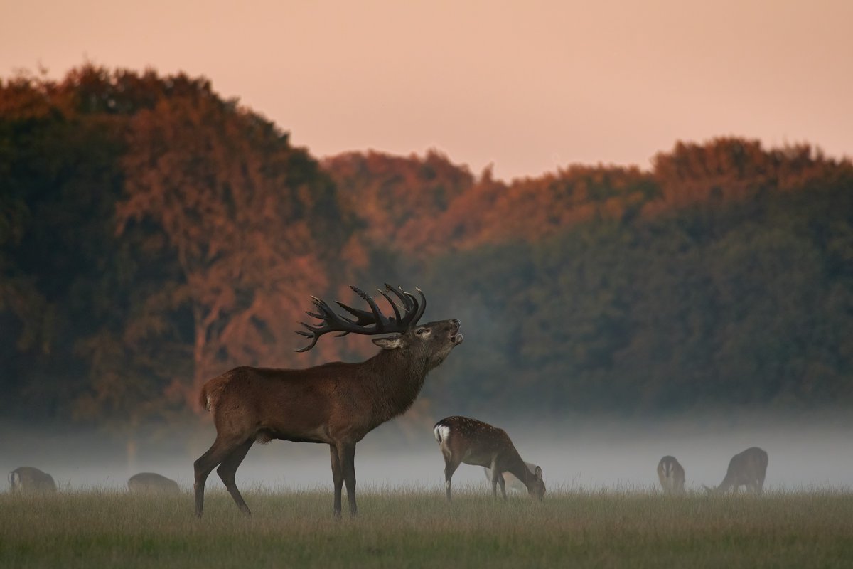 Eines der beeindruckendsten Erlebnisse für Jäger und Naturfreunde und ein Höhepunkt des tierischen Jahres ist ganz sicher die Brunft der Rothirsche. 🦌 Bereits ab Mitte September kann man vermehrt die Unruhe der männlichen Rot­hirsche feststellen.