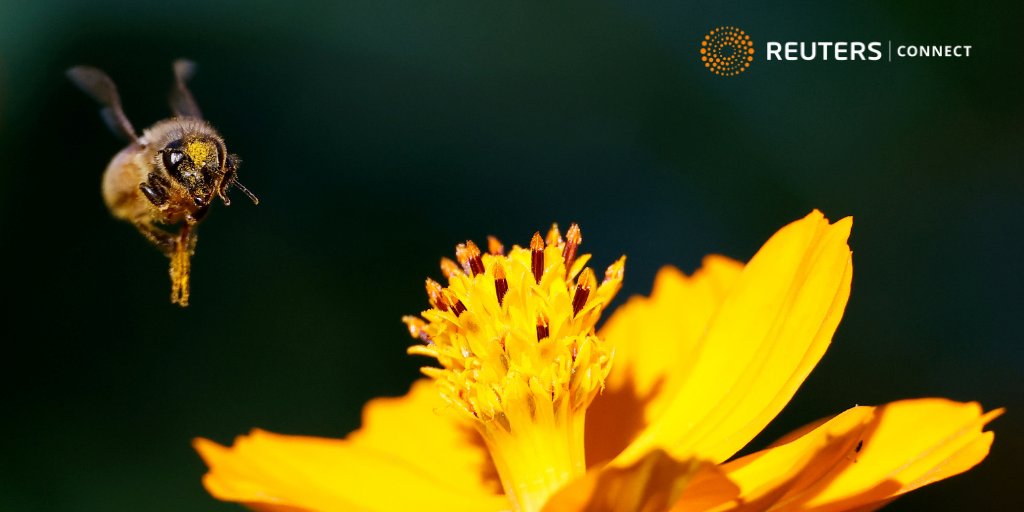 ReutersConnect tweet media