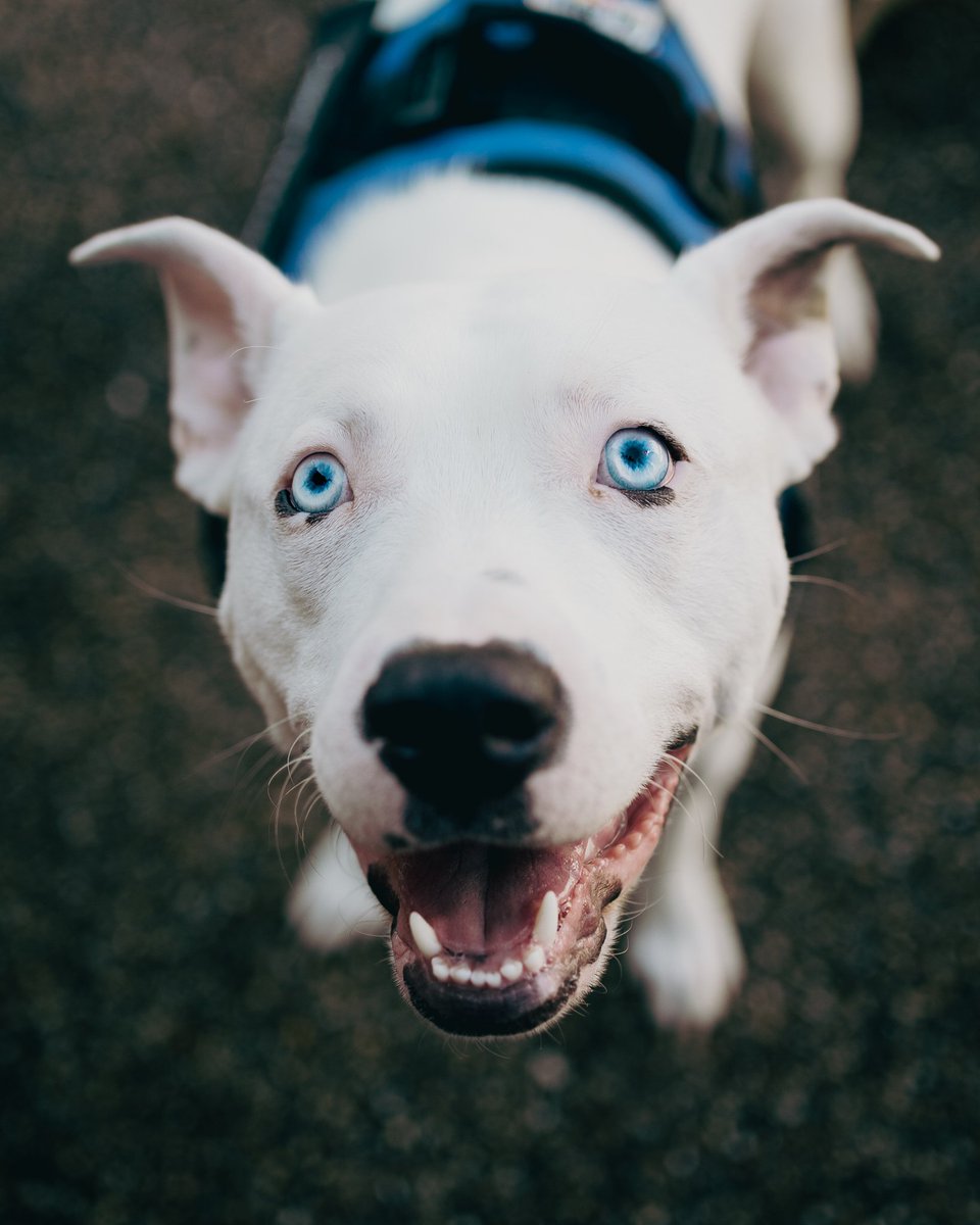 PayProp's tweet photo. Meet our new unofficial Humanstate mascot! When the UK team got together for our first company gathering this year, @GivenGain Regional Manager Robyn Andrews’ dog instantly stole the spotlight. Just look at that smile! 😍🐾🐶

#PayPropUnitedKingdom #GivenGain #Humanstate https://t.co/cg6cZOrCHG