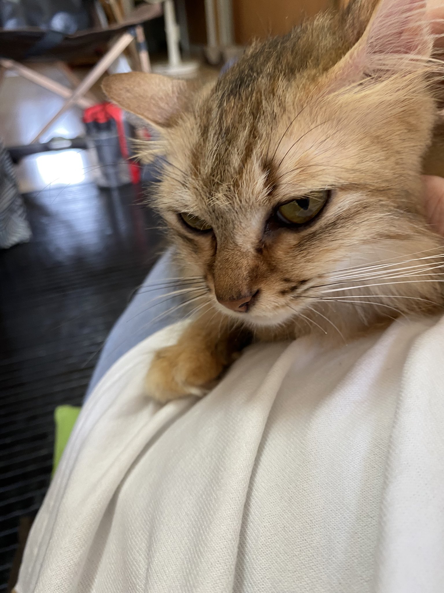 猫の口臭 Twitter Search Twitter