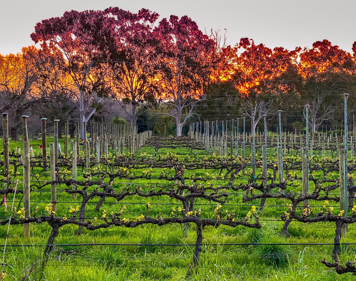 angusmeek's tweet photo. Spring sunset at the Waite Research Institute grape vines. #Adelaide #SouthAustralia https://t.co/ifDLnvFAeb