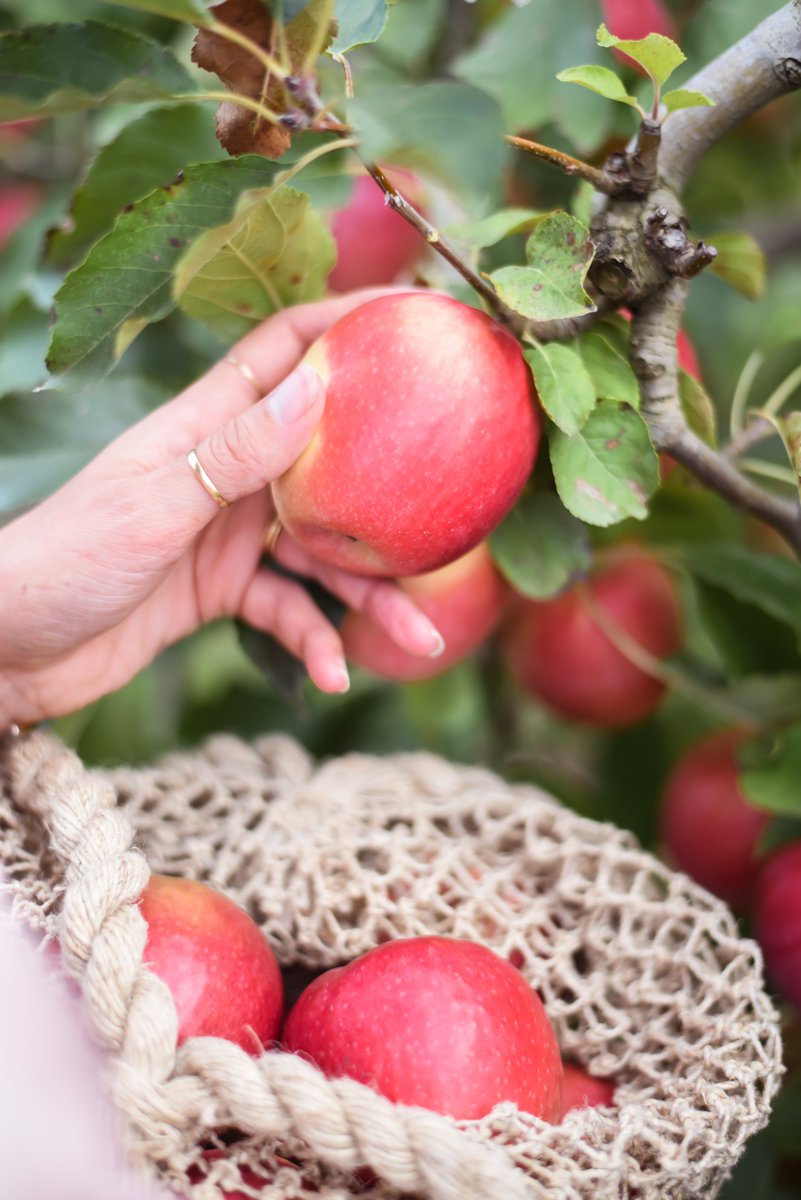 Pinkladyappleuk's tweet photo. Grown across the world in the finest wine growing regions, Pink Lady® apples bask in the sun for 200 days from pip to perfection. We don’t rush the blush! #snack #healthysnack #PinkLadyapples https://t.co/vDgWfzfZBN