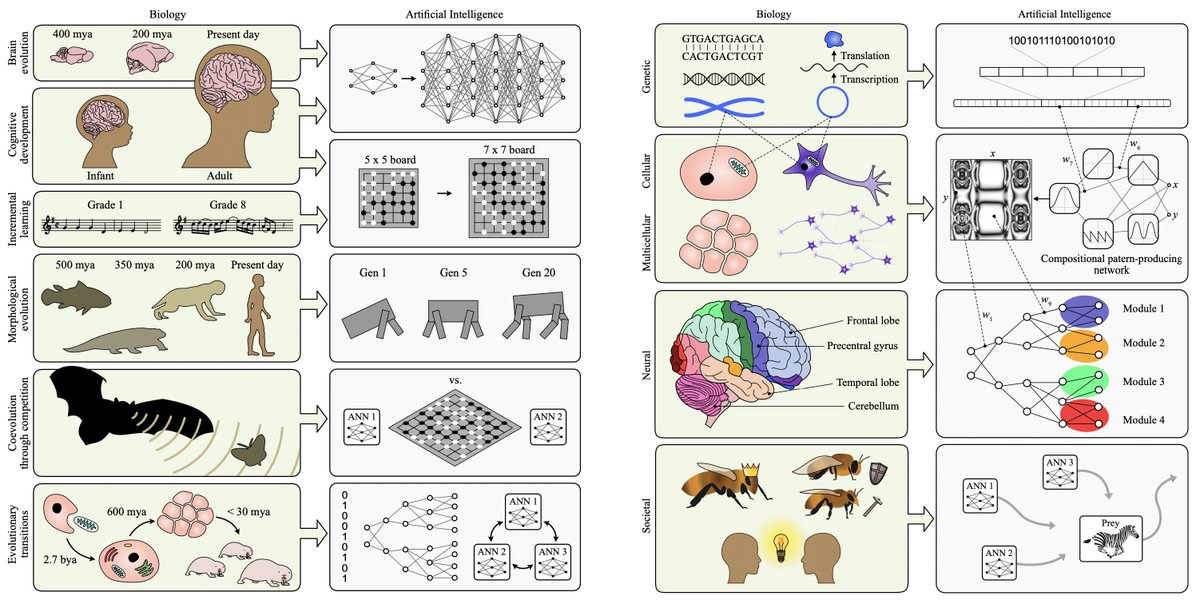 Thomas Gorochowski (@chofski) on Twitter photo If you're a biologist and find the idea of humans building intelligent machines interesting, check our new preprint: "How biological concepts and evolutionary theories are inspiring advances in machine intelligence" #AGI <a href="/BristolBioSci/">University of Bristol Biological Sciences</a> <a href="/BrisBioDesign/">Bristol BioDesign Institute</a> preprints.org/manuscript/202… If you're a biologist and find the idea of humans building intelligent machines interesting, check our new preprint: "How biological concepts and evolutionary theories are inspiring advances in machine intelligence" #AGI <a href="/BristolBioSci/">University of Bristol Biological Sciences</a> <a href="/BrisBioDesign/">Bristol BioDesign Institute</a> preprints.org/manuscript/202…