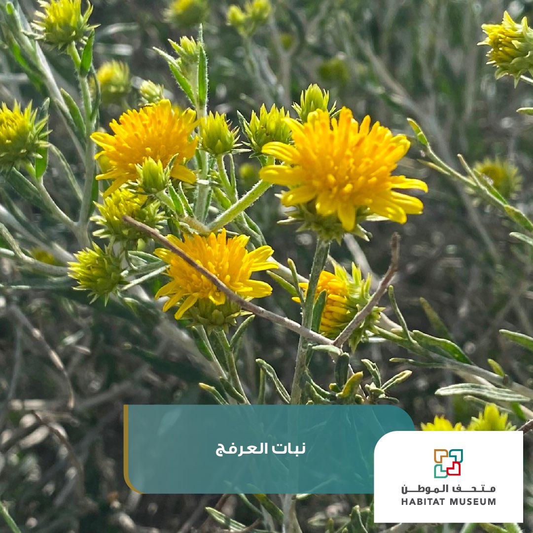 aspmuseums's tweet photo. تعتبر زهرة العرفج الزهرة الوطنية للكويت، كما أنه من الأعلاف الهامة للثروة الحيوانية. تقول السيدة ڤايولت ديكسون في كتابها "نباتات الكويت والبحرين" أن العرفج كان يستخدم في الماضي كمصد للرياح لحماية محصول الطماطم عن الكويتيون في السابق.
#الكويت #متحف_الموطن  #متاحف_حديقة_الشهيد https://t.co/kKwGxIGz8X
