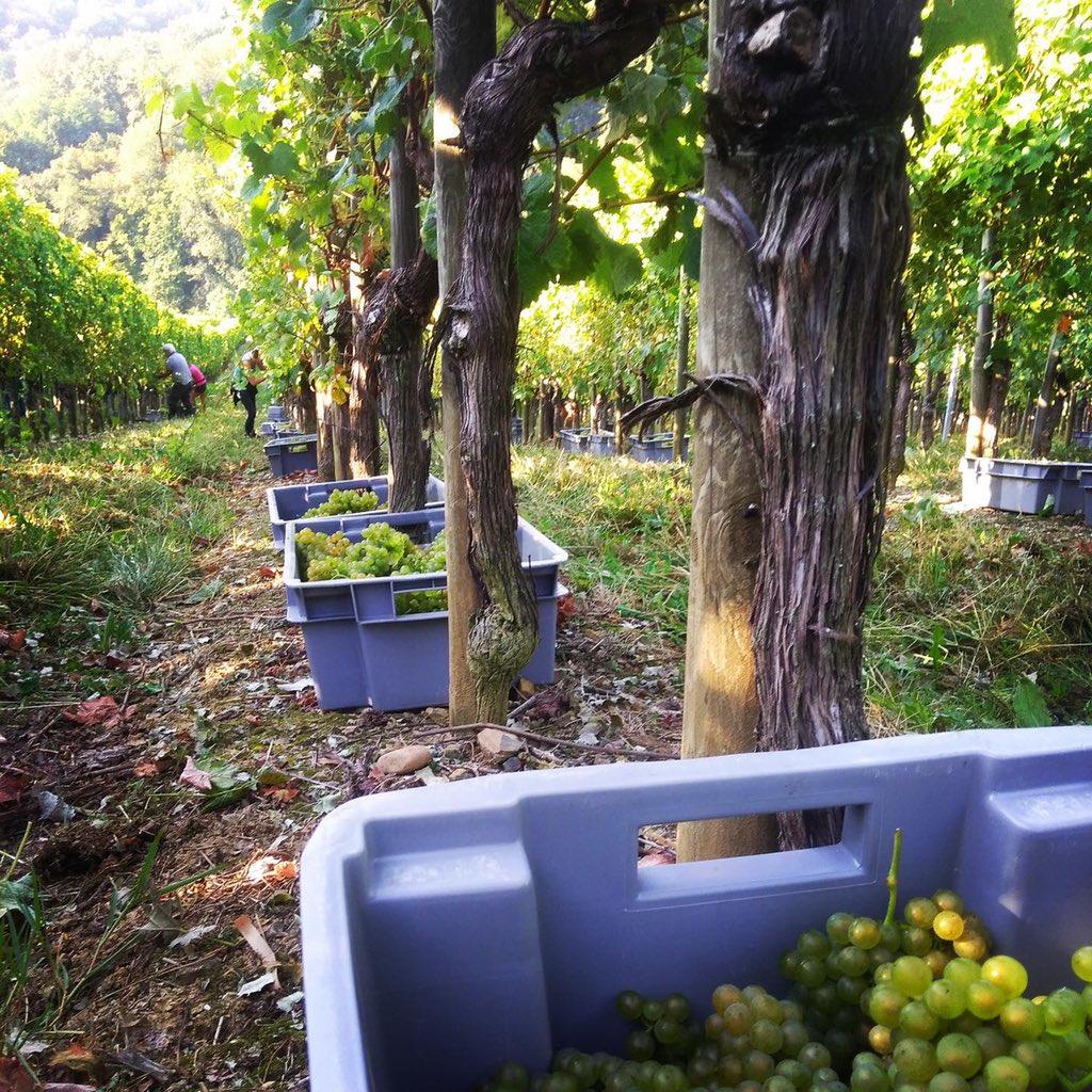 DOMAINE_CAUHAPE's tweet photo. On prend les mêmes et on recommence ! 

C’est parti pour les vendanges 2021 🎊
.
.
#vendanges2021 #vendanges #harvest2021 #harvest https://t.co/OhlNOnl9mV