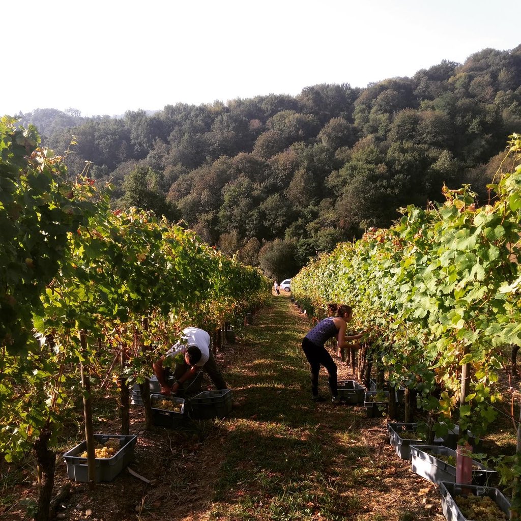 DOMAINE_CAUHAPE's tweet photo. On prend les mêmes et on recommence ! 

C’est parti pour les vendanges 2021 🎊
.
.
#vendanges2021 #vendanges #harvest2021 #harvest https://t.co/OhlNOnl9mV