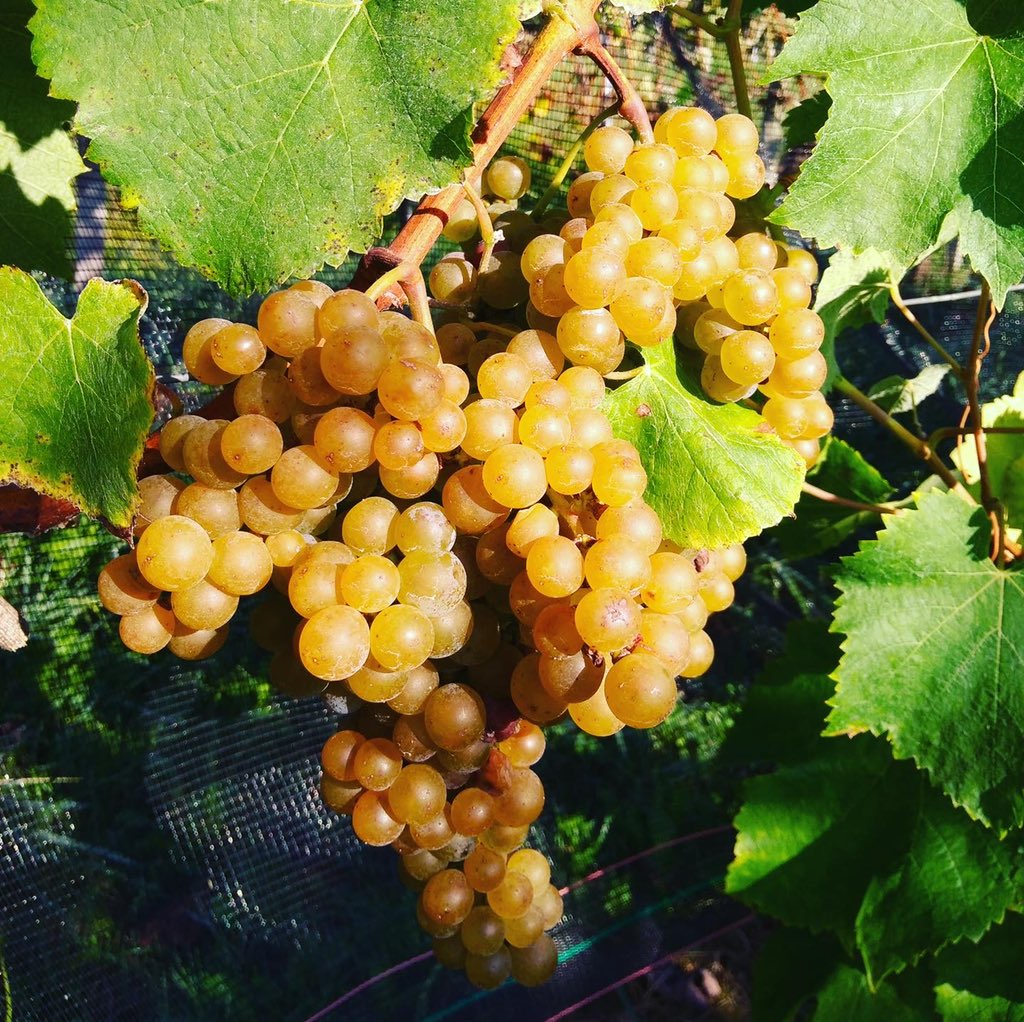 On prend les mêmes et on recommence ! 

C’est parti pour les vendanges 2021 🎊
.
.
#vendanges2021 #vendanges #harvest2021 #harvest