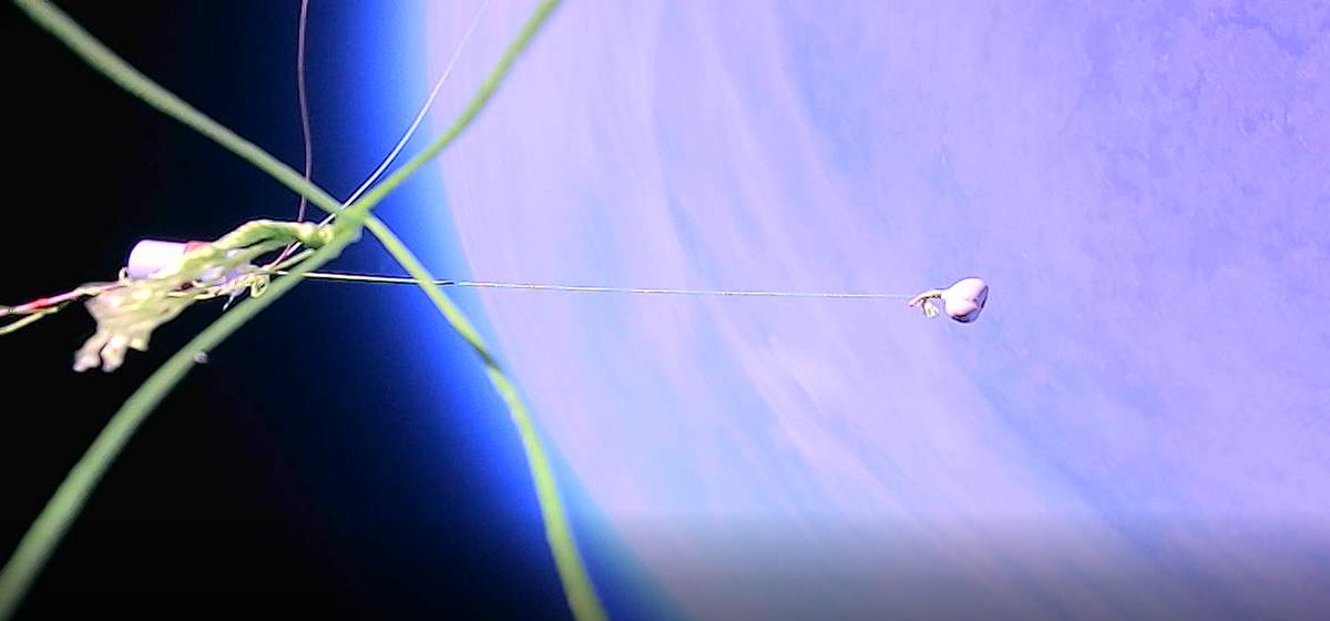 juspelc's tweet photo. Garlic in the stratosphere, because WHY NOT :D

#Innspace #stratosphere #mission #balloon #space https://t.co/8twQxHRyLY