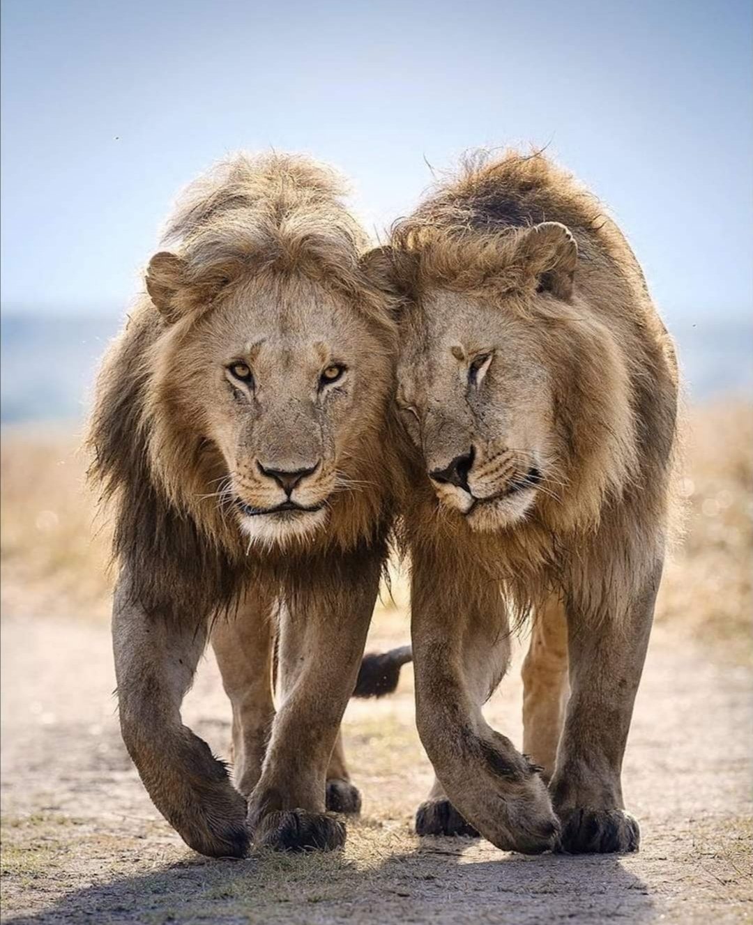 توییتر \ LION LOVERS در توییتر: «2 of the Black Rock boys from Maasai Mara, 4 years old now. 🦁🦁💪 Already in control of the Rongai area and mating. You have Oloshipa توییتر \ LION LOVERS در توییتر: «2 of the Black Rock boys from Maasai Mara, 4 years old now. 🦁🦁💪 Already in control of the Rongai area and mating. You have Oloshipa