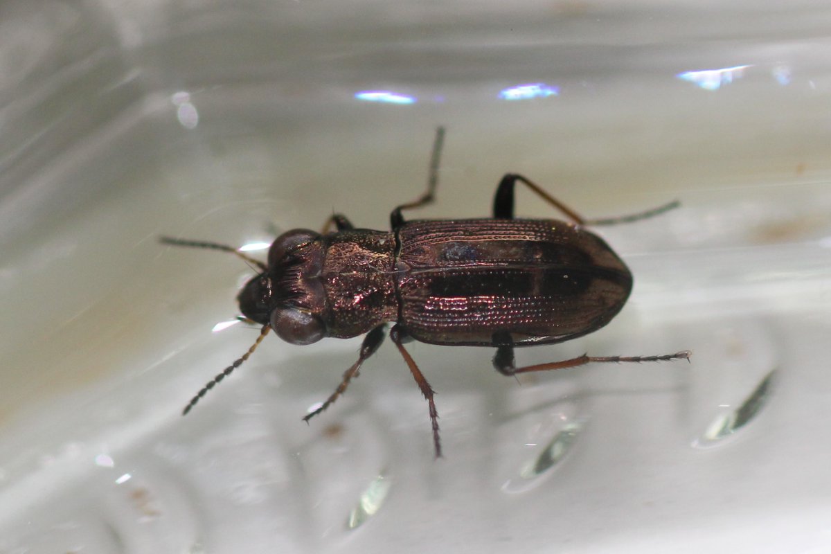 LydiaJaneMartin's tweet photo. How incredible is this beetle? The 'springtail stalker' (#Notiophilus sp.) - absolutely tiny but the macro lens revealed its huge eyes and a beautiful metallic sheen. Adorable to you and me but probably the worst nightmare for a springtail! #entomology #beetles https://t.co/ACFZ5GMBfC