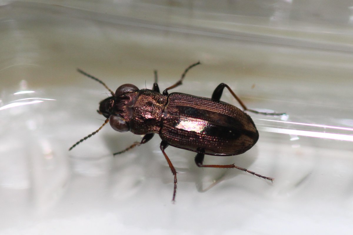 LydiaJaneMartin's tweet photo. How incredible is this beetle? The 'springtail stalker' (#Notiophilus sp.) - absolutely tiny but the macro lens revealed its huge eyes and a beautiful metallic sheen. Adorable to you and me but probably the worst nightmare for a springtail! #entomology #beetles https://t.co/ACFZ5GMBfC