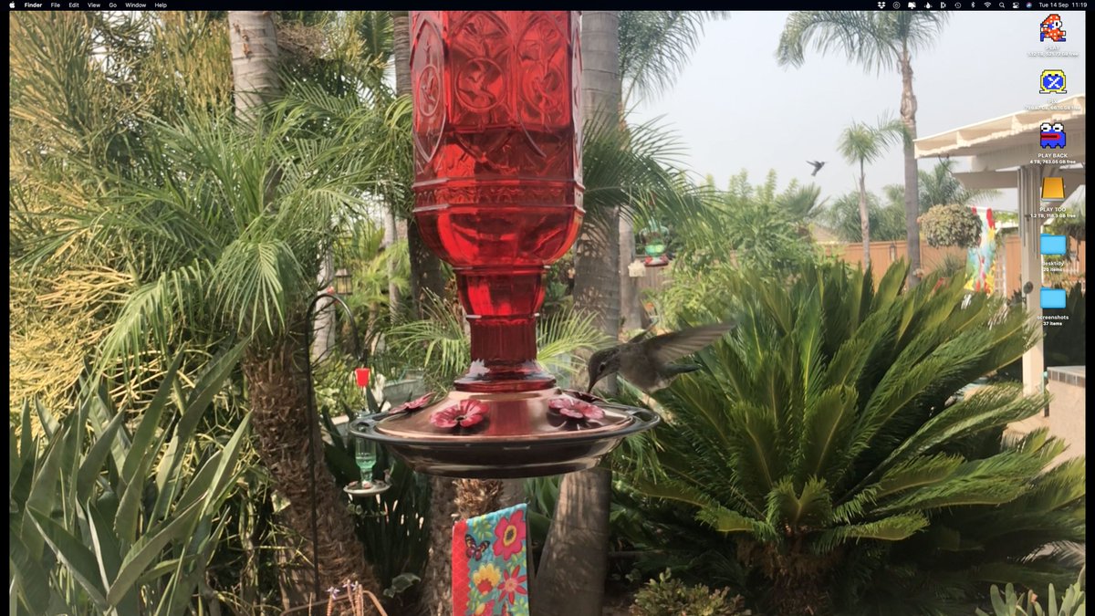 My desktop is now a place of wonder thanks to the #Plash App on Mac  (props <a href="/sindresorhus/">Sindre Sorhus</a>)...  Combined with window-swap.com, I get a new window to the world every 10 mins, with video feeds and even hummingbirds (😍 Robert's Window, Oceanside, CA)
apps.apple.com/gb/app/plash/i…