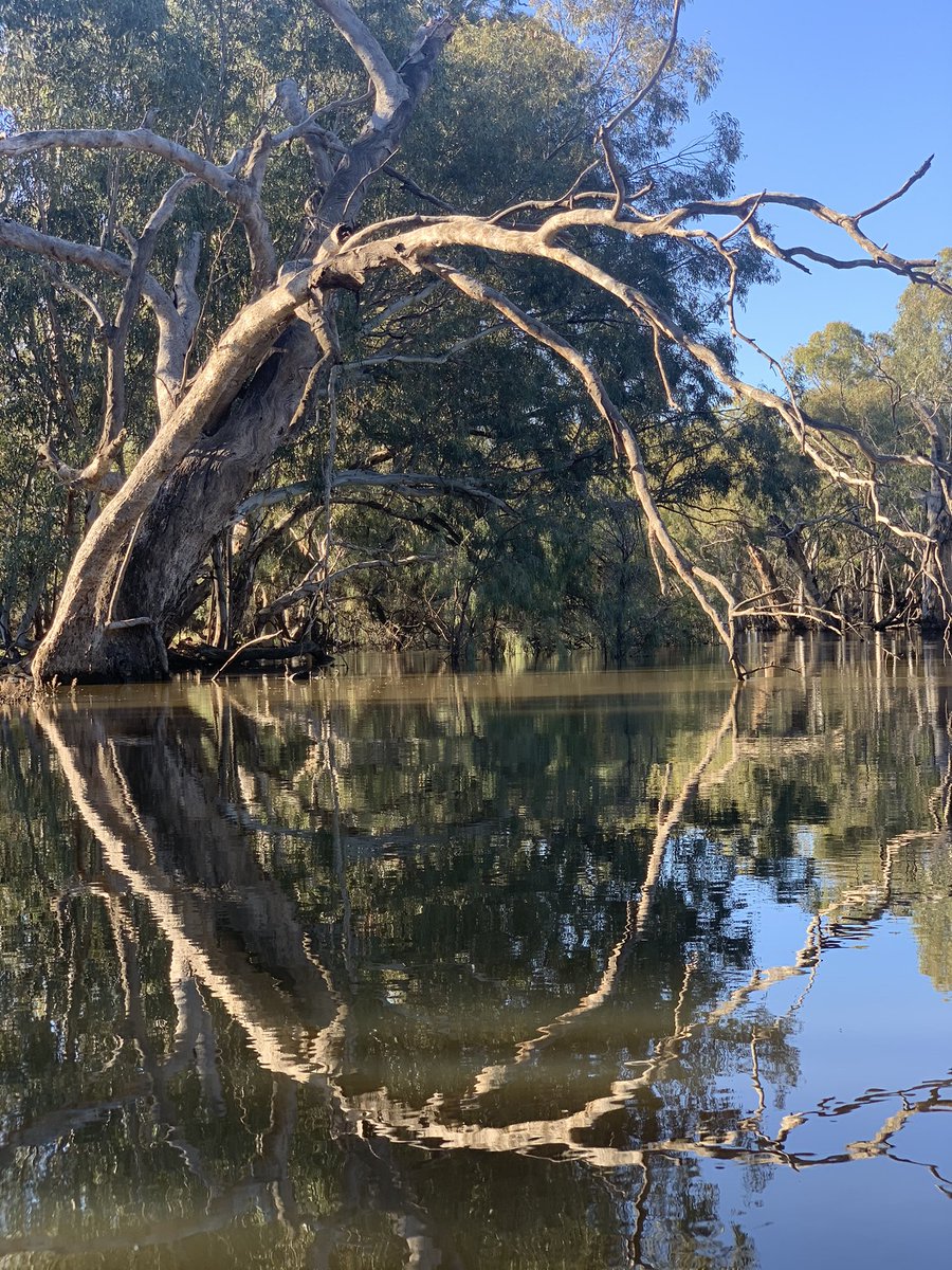 sandrairo's tweet photo. #LachlanRiver #EnvironmentalFlow #Reflection https://t.co/lkLpVtr2nd