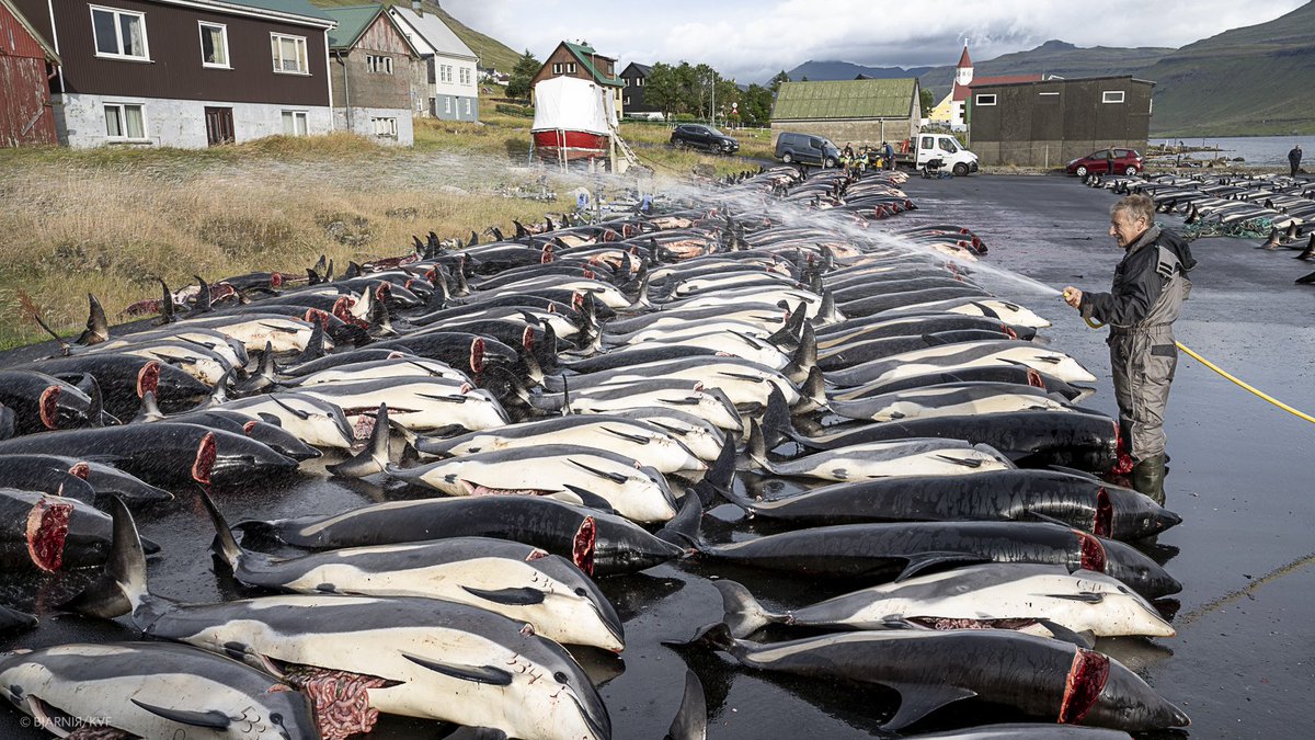 Killing whales has become a long-standing tradition here. 😡
1428 dolphins was brutally slaughtered or beat to death yesterday in the Faroe Islands. 😡😡
#Tiredearth #ocean