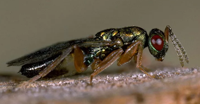 Biocomm_J's tweet photo. Why it’s important to study everything about the parasitoid wasp Rhopalicus tutela?
Because it is a prospective  agent  for  biological  protection  of  spruce  forests  in  the  region!
https://t.co/xgohfQHiQL https://t.co/bwF98Mqi6Y