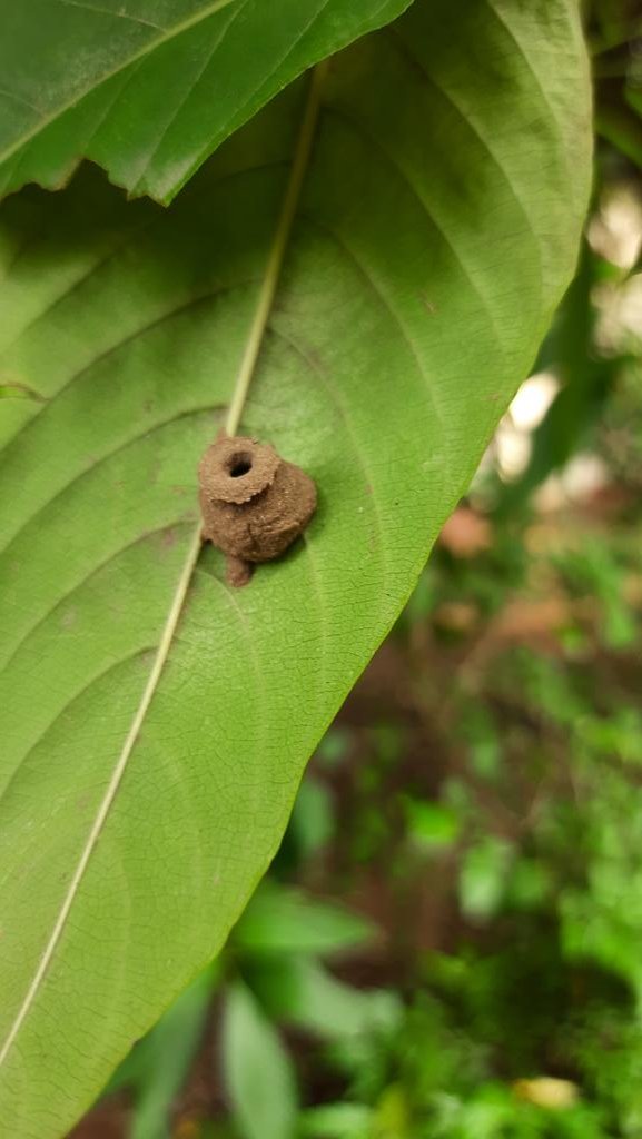 KanikaS87102736's tweet photo. Just found all of the sudden and I am assuming it nature's potter work and unique creativity #NaturePhotography #naturecreativity #environment https://t.co/RQZ6ZmjICN