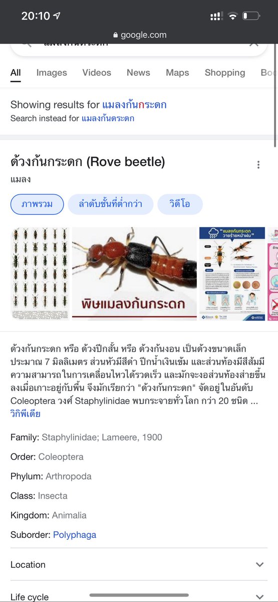 ลูกแก้วและหมาของเขา tweet media