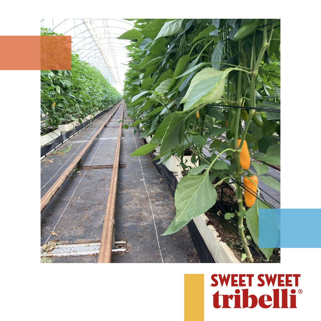 #Tribelli proviene de las mejores manos de la huerta de España 🇪🇸. 
Aquellas que se preocupan por respetar la naturaleza y cultivar de una manera sostenible respetando al máximo los recursos. 🌱🌎