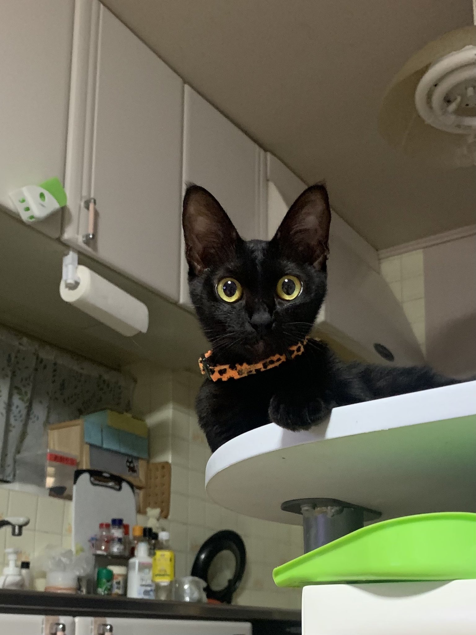 Aonori813 耳大きい 猫 黒猫 保護猫 鍵しっぽ 猫好きさんと繋がりたい T Co Rnuusubphg Twitter