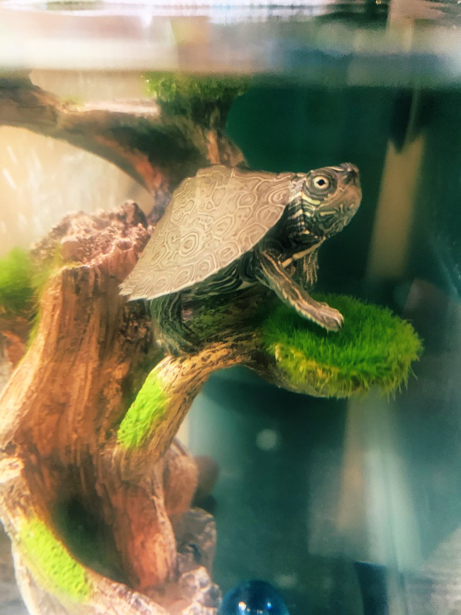 Princesss_Randa's tweet photo. I’m now a turtle mama too. 🤍🐢 https://t.co/b6NQqBTr9o