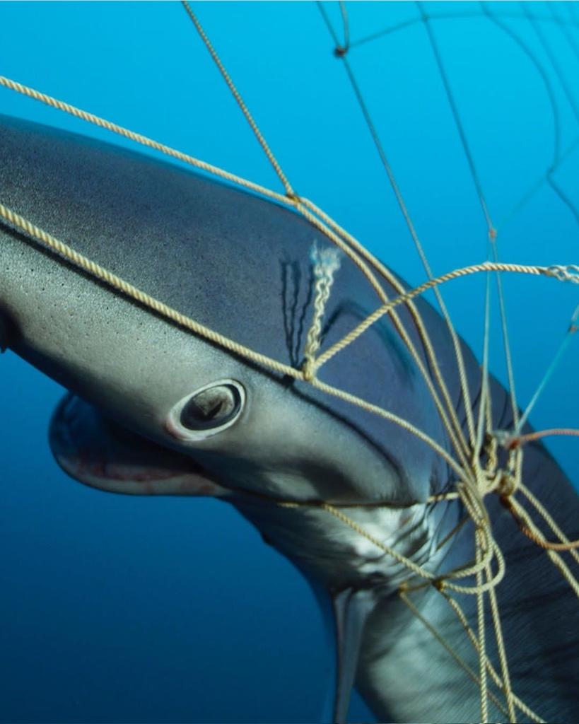 Meldawson6's tweet photo. How many more ways do we need? #Deepseamining #BottomTrawling #ByCatch #DriftNets #CommercialFishing #IUUFishing #OceanPlastic #OffshoreDrilling #OilSpills #NoisePollution #SeismicTesting #Whaling #Shipping #SharkFinning #HighSeasTreaty #OneOceanOnePlanet #ClimateJustice 💙 https://t.co/KtR873LpbD